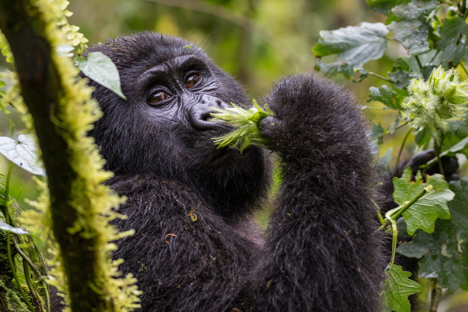 Mountain Gorilla