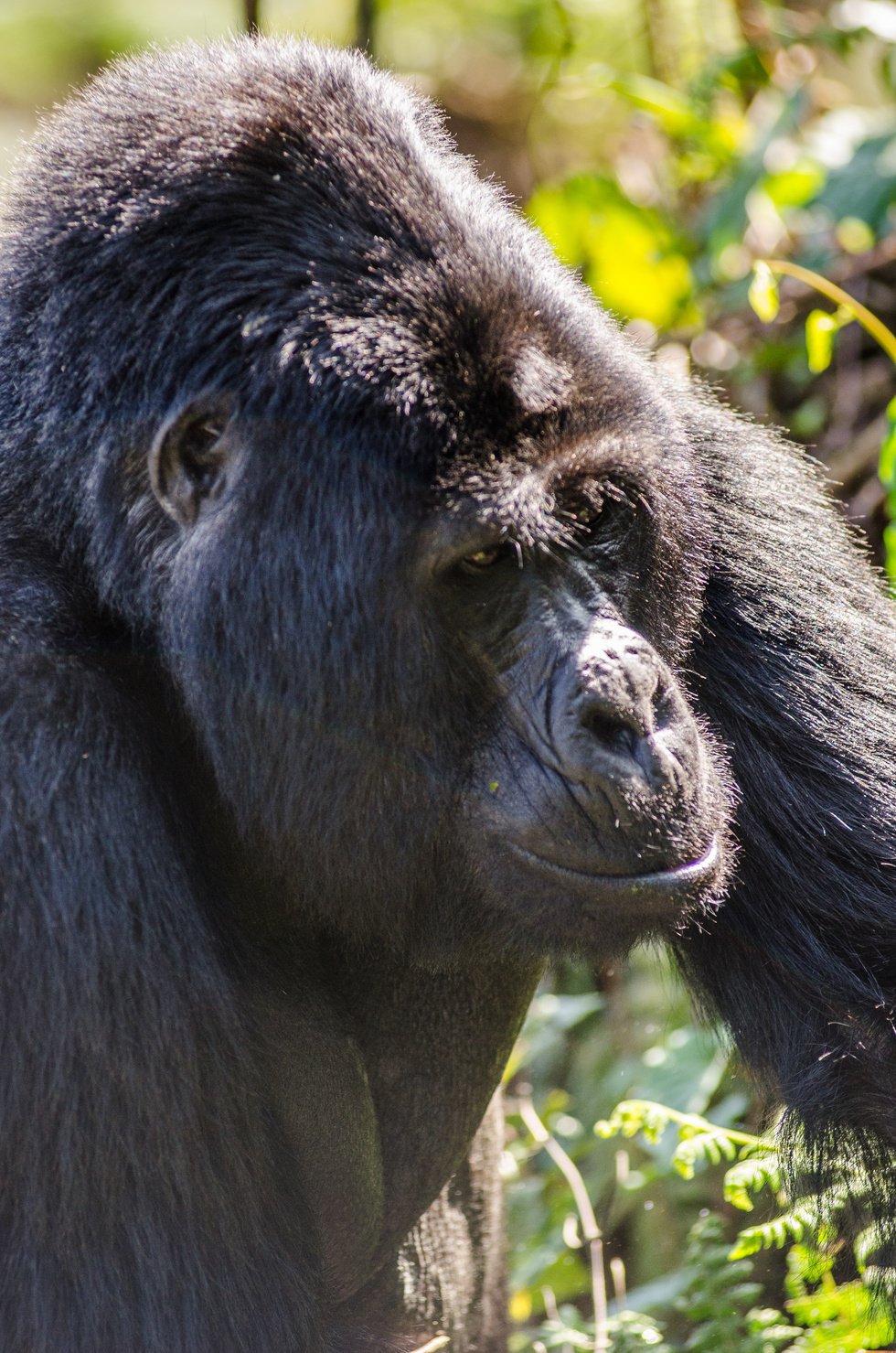 Portrait of a Silverback Gorrila in Bwindi Impenetrable Rainforest, Uganda